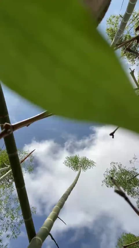 Stailers Cam Archive - January 14, 2026 15:42 (41min)