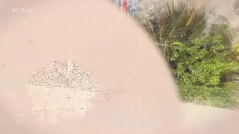 taanni_bc Cam Archive - January 16, 2026 10:19 (76min)